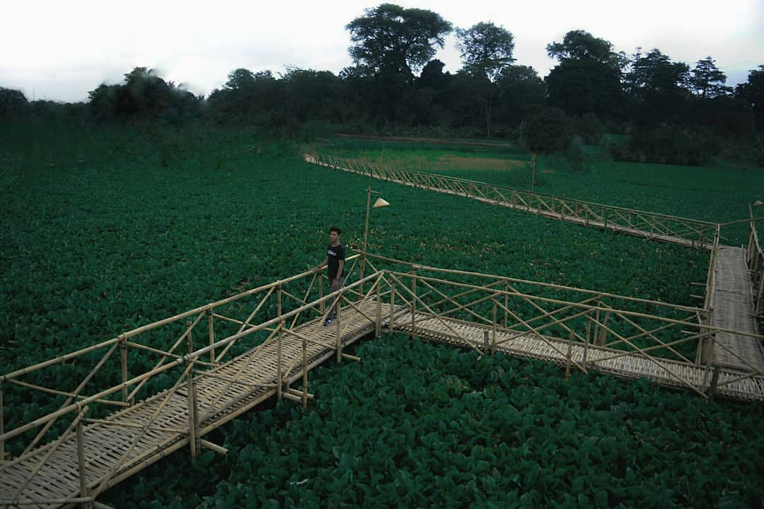 wisata jembatan eceng gondok karawang