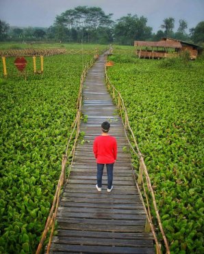 wisata jembatan eceng gondok karawang