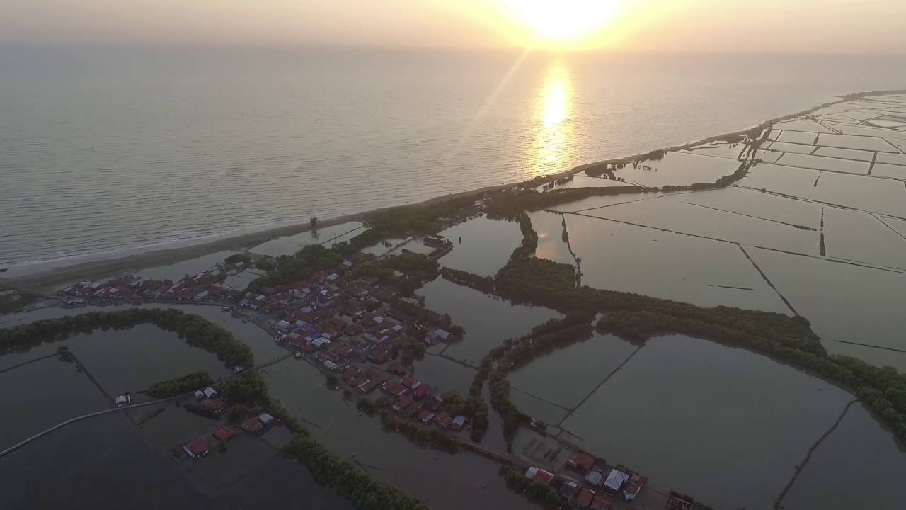 hutan mangrove sedari karawang