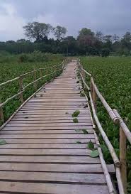 wisata jembatan eceng gondok karawang